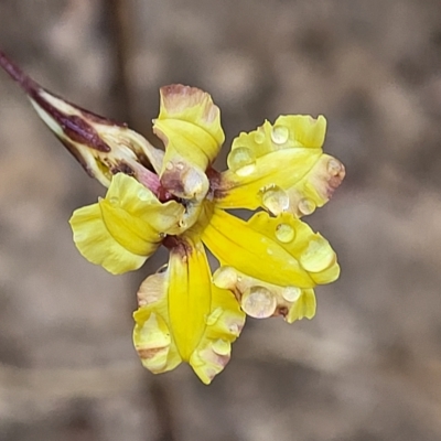 Goodenia hederacea subsp. hederacea (Ivy Goodenia, Forest Goodenia) at Jerrawa, NSW - 13 Mar 2023 by trevorpreston