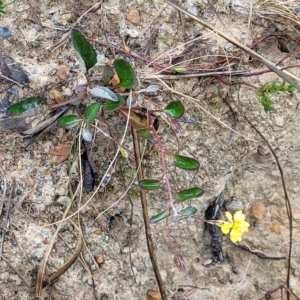 Goodenia hederacea subsp. hederacea at Jerrawa, NSW - 13 Mar 2023