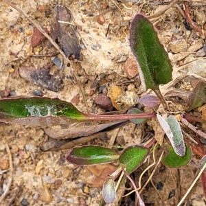 Goodenia hederacea subsp. hederacea at Jerrawa, NSW - 13 Mar 2023
