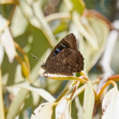 Ogyris olane (Broad-margined Azure) at Pialligo, ACT - 12 Mar 2023 by DPRees125