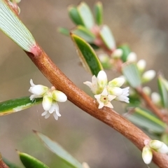 Monotoca scoparia (Broom Heath) at Jerrawa, NSW - 13 Mar 2023 by trevorpreston