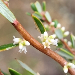 Monotoca scoparia (Broom Heath) at Jerrawa, NSW - 12 Mar 2023 by trevorpreston