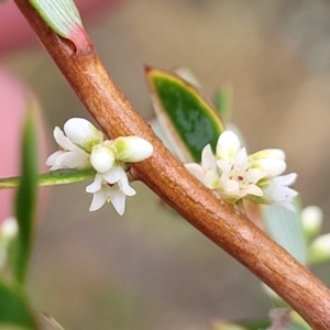 Monotoca scoparia at Jerrawa, NSW - 13 Mar 2023