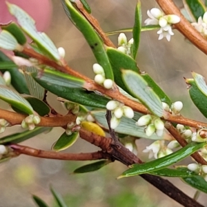 Monotoca scoparia at Jerrawa, NSW - 13 Mar 2023