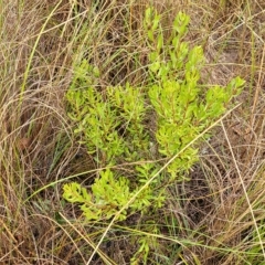 Persoonia rigida (Hairy Geebung) at Jerrawa, NSW - 13 Mar 2023 by trevorpreston