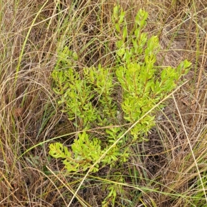 Persoonia rigida at Jerrawa, NSW - 13 Mar 2023