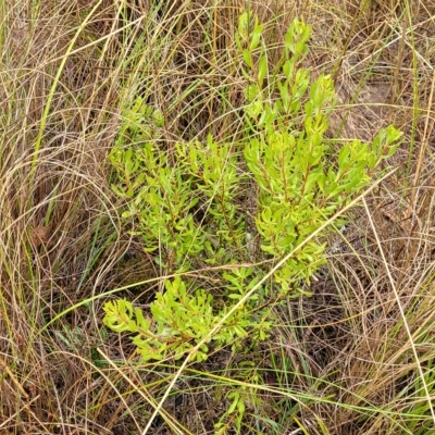 Persoonia rigida (Hairy Geebung) at Jerrawa, NSW - 12 Mar 2023 by trevorpreston