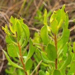 Persoonia rigida at Jerrawa, NSW - 13 Mar 2023