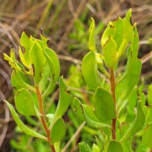 Persoonia rigida at Jerrawa, NSW - 13 Mar 2023