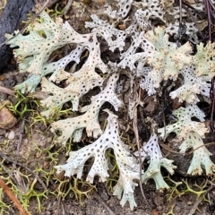 Cladia corallaizon at Jerrawa, NSW - 13 Mar 2023 by trevorpreston