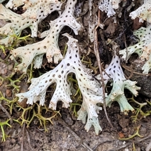 Cladia corallaizon at Jerrawa, NSW - 13 Mar 2023