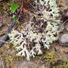 Cladia corallaizon at Jerrawa, NSW - 13 Mar 2023