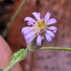 Vittadinia gracilis (New Holland Daisy) at Manton, NSW - 12 Mar 2023 by trevorpreston