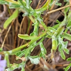 Vittadinia gracilis at Manton, NSW - 13 Mar 2023