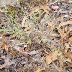 Vittadinia gracilis at Manton, NSW - 13 Mar 2023
