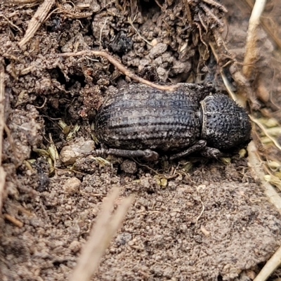 Cubicorhynchus maculatus (Spotted ground weevil) at Manton, NSW - 12 Mar 2023 by trevorpreston