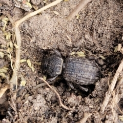 Cubicorhynchus maculatus at Manton, NSW - 13 Mar 2023