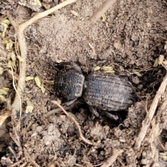 Cubicorhynchus maculatus at Manton, NSW - 13 Mar 2023