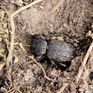 Cubicorhynchus maculatus at Manton, NSW - 13 Mar 2023