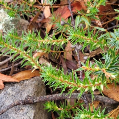 Melichrus urceolatus (Urn Heath) at Manton, NSW - 13 Mar 2023 by trevorpreston