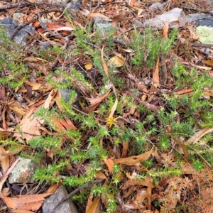 Melichrus urceolatus at Manton, NSW - 13 Mar 2023