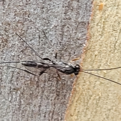 Ichneumonidae (family) (Unidentified ichneumon wasp) at Manton, NSW - 13 Mar 2023 by trevorpreston
