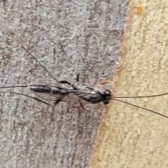 Ichneumonidae (family) (Unidentified ichneumon wasp) at Manton, NSW - 12 Mar 2023 by trevorpreston