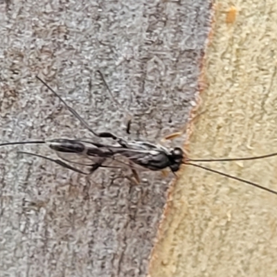 Ichneumonidae (family) (Unidentified ichneumon wasp) at Manton, NSW - 12 Mar 2023 by trevorpreston