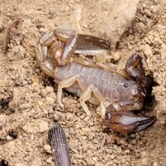 Urodacus manicatus (Black Rock Scorpion) at Manton, NSW - 12 Mar 2023 by trevorpreston