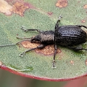 Merimnetes oblongus at Jerrawa, NSW - 13 Mar 2023