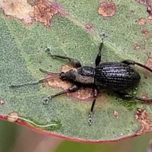 Merimnetes oblongus at Jerrawa, NSW - 13 Mar 2023