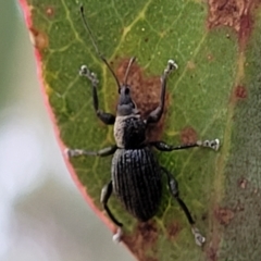 Merimnetes oblongus at Jerrawa, NSW - 13 Mar 2023