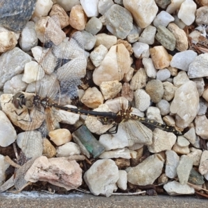 Synthemis eustalacta at Yass River, NSW - suppressed