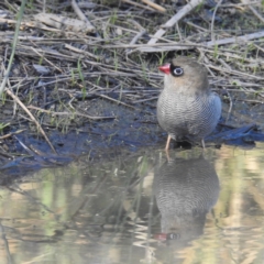 Stagonopleura bella (Beautiful Firetail) at Binalong Bay, TAS - 11 Mar 2023 by HelenCross