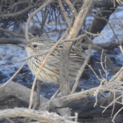 Calamanthus fuliginosus (Striated Fieldwren) at St Helens, TAS - 11 Mar 2023 by HelenCross