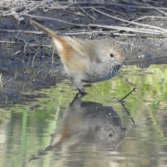 Acanthiza pusilla (Brown Thornbill) at Binalong Bay, TAS - 11 Mar 2023 by HelenCross