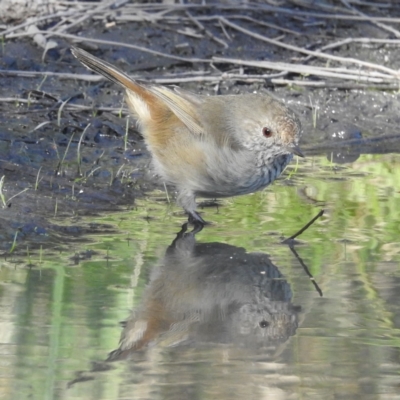 Acanthiza pusilla (Brown Thornbill) at Binalong Bay, TAS - 11 Mar 2023 by HelenCross