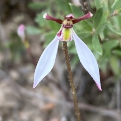 Eriochilus cucullatus (Parson's Bands) at Jerrabomberra, NSW - 13 Mar 2023 by SteveBorkowskis