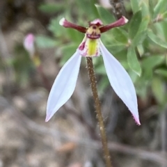 Eriochilus cucullatus (Parson's Bands) at Jerrabomberra, NSW - 13 Mar 2023 by Steve_Bok