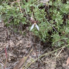 Eriochilus cucullatus at Jerrabomberra, NSW - 13 Mar 2023