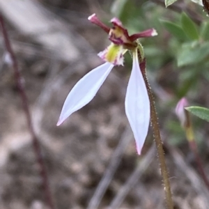 Eriochilus cucullatus at Jerrabomberra, NSW - 13 Mar 2023