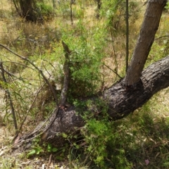 Clematis leptophylla (Small-leaf Clematis, Old Man's Beard) at Hackett, ACT - 26 Jan 2023 by Avery