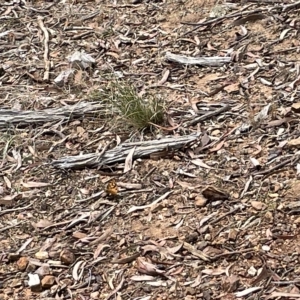 Heteronympha penelope at Nicholls, ACT - 13 Mar 2023 12:56 PM