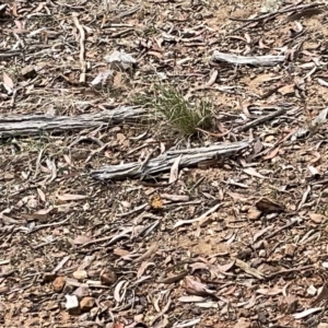 Heteronympha penelope at Nicholls, ACT - 13 Mar 2023 12:56 PM