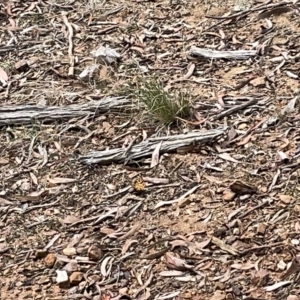 Heteronympha penelope at Nicholls, ACT - 13 Mar 2023