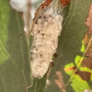 Braconidae (family) at Nicholls, ACT - 13 Mar 2023 01:20 PM