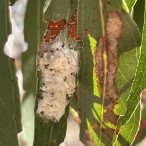 Braconidae (family) at Nicholls, ACT - 13 Mar 2023