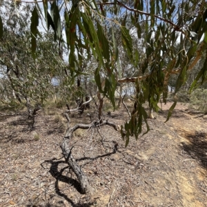 Braconidae (family) at Nicholls, ACT - 13 Mar 2023