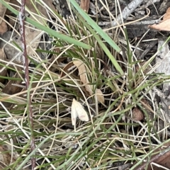 Heteroteucha occidua (A concealer moth) at Nicholls, ACT - 13 Mar 2023 by Hejor1