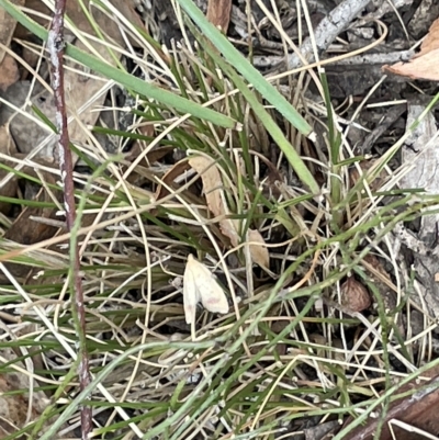 Heteroteucha occidua (A concealer moth) at Nicholls, ACT - 13 Mar 2023 by Hejor1